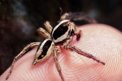 Close-up of spider on hand