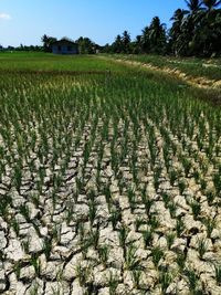 Scenic view of agricultural field against sky