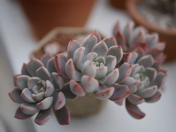 Close-up of succulent plant