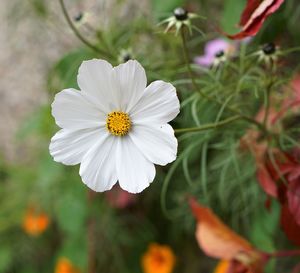 Close-up of white cosmos flower blooming outdoors