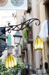 Close-up of fruits hanging on tree