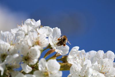 Close-up of bee on white flower