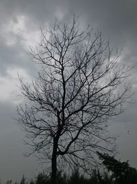 Low angle view of silhouette bare tree against sky