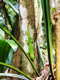 Close-up of a tree trunk