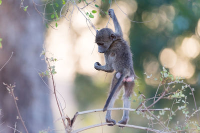 Monkey looking away on tree