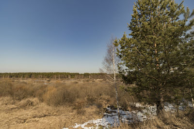 Trees on field against clear sky during winter