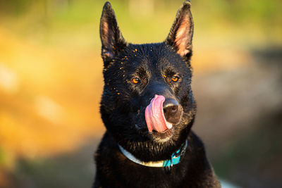 Close-up of a dog