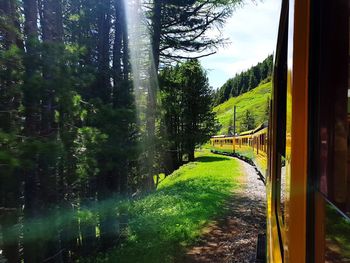 Train passing through forest