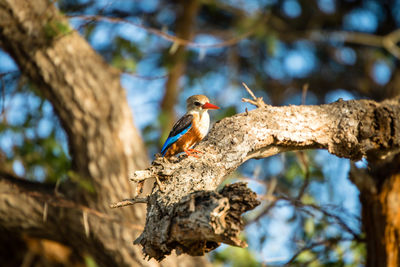 Kingfisher perching on a tree