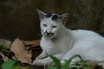 Portrait of cat