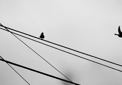 Low angle view of silhouette birds perching on cable against sky