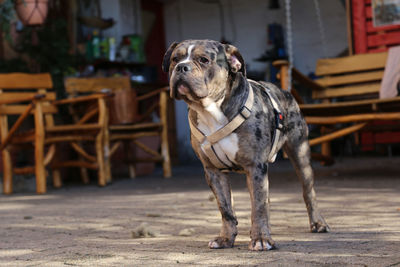 Portrait of dog looking away outdoors