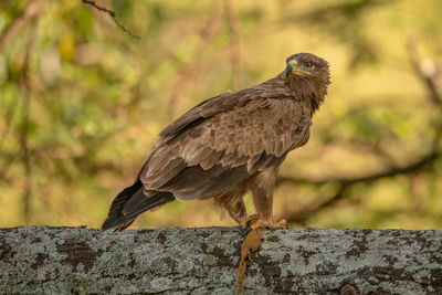 Close-up of eagle perching on rock