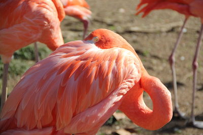 High angle view of flamingos on field