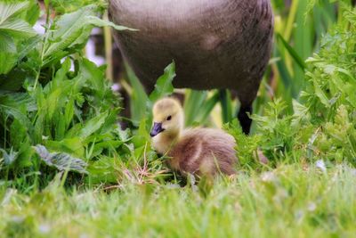 Canada goose  and gosling's in a field