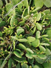 High angle view of succulent plants