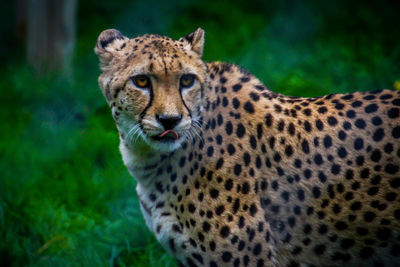 Close-up portrait of lion