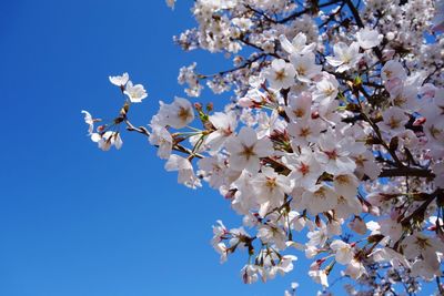 Low angle view of white blossom tree against sky
