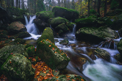 Scenic view of waterfall in forest