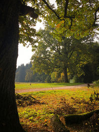 Trees growing in field