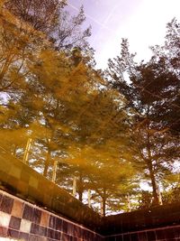 Low angle view of trees against sky during autumn