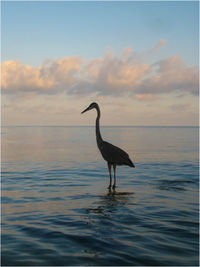 Bird in a sea