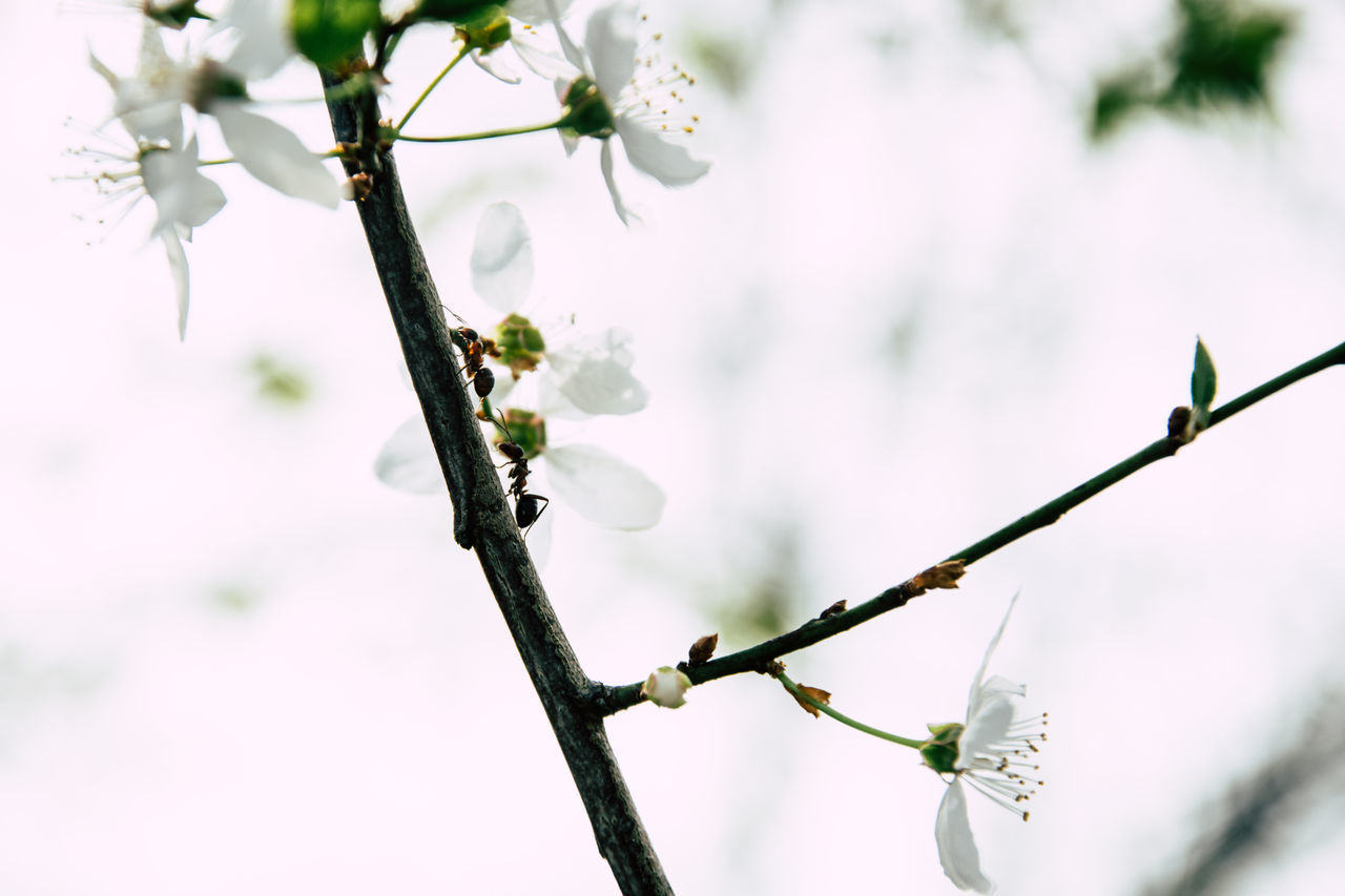 CLOSE-UP OF RAINDROPS ON BRANCH OF BUDS