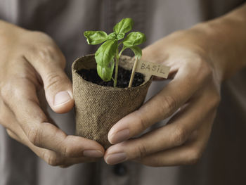 Woman holds basil seedlings in peat pots. spring sale in flower shops. growing seedlings and plants.