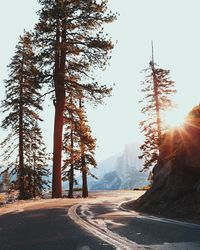 Road passing through forest