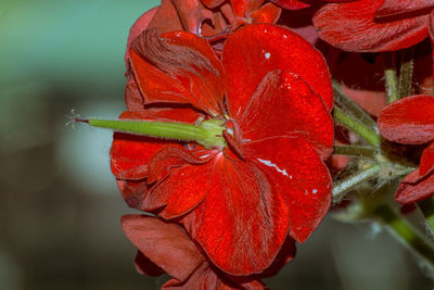 Close-up of red flowering plant