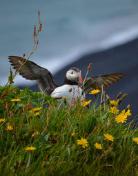 Bird flying in a field