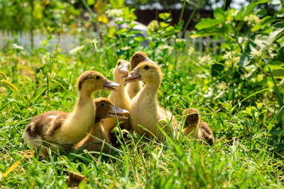 Close-up of ducklings on grassy field