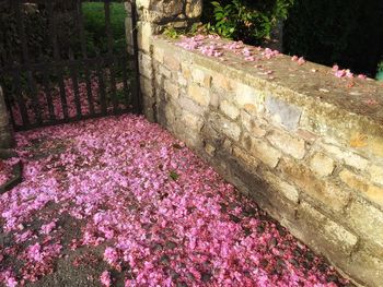 Close-up of pink flowers