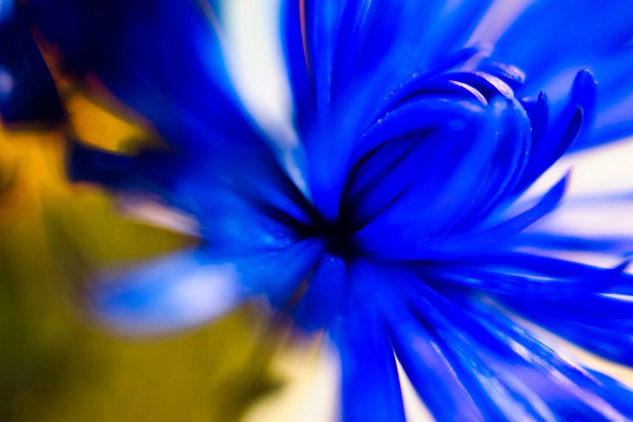 flower, petal, blue, close-up, purple, fragility, freshness, flower head, selective focus, growth, beauty in nature, focus on foreground, nature, backgrounds, macro, full frame, single flower, no people, detail, stamen