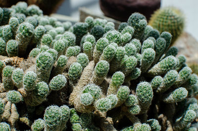 Close-up of succulent plant