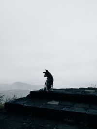 Dog sitting on stone wall against clear sky