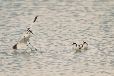 High angle view of birds in lake