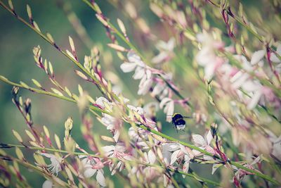 Bumblebee in flight between flowers