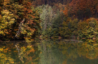 Scenic view of lake in forest