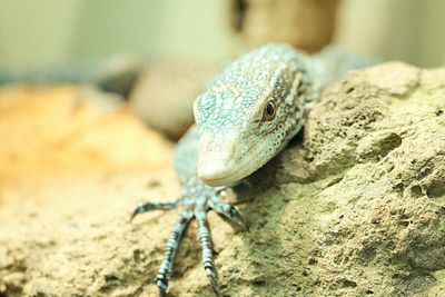 Close-up of lizard