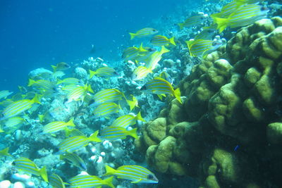 Fish swimming in sea
