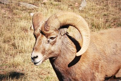 Close-up of bighorn sheep in a field