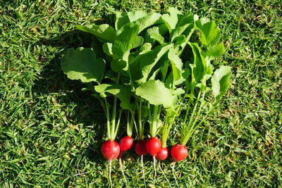 Red berries growing on field