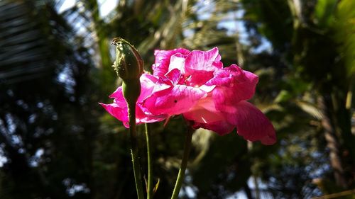 Close-up of pink flower