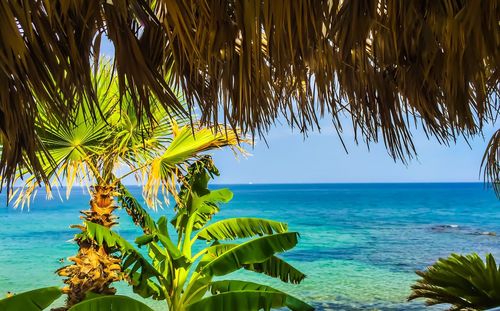 Palm tree by sea against sky