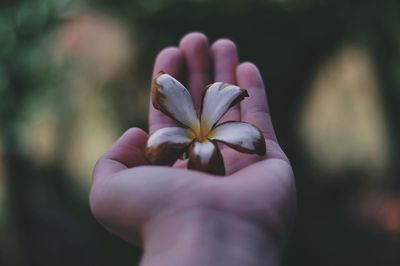 Cropped hand holding wilted flower