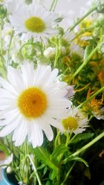 Close-up of white daisy flowers