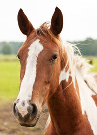 Close-up of horse in field