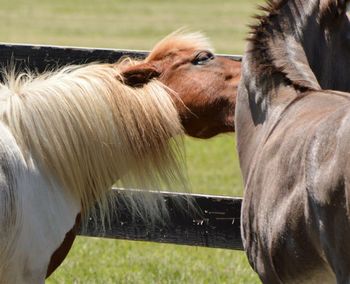 Side view of horse in grass