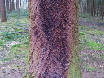 Close-up of tree trunk in forest